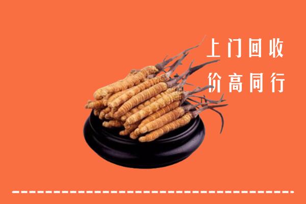 高价求购：洛龙区回收散虫草